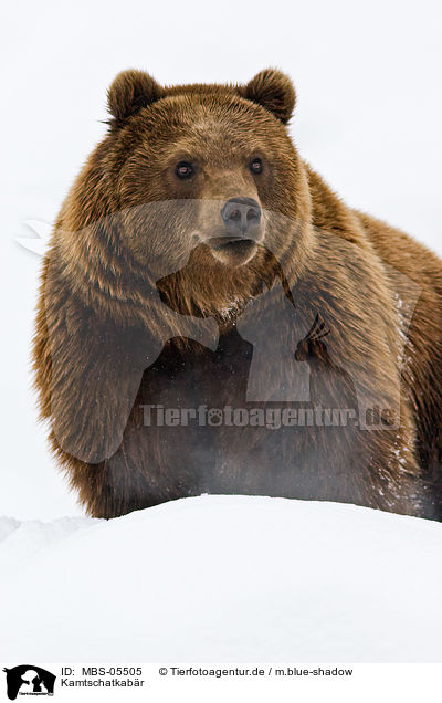 Kamtschatkabr / Kamtschatka bear / MBS-05505