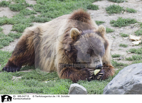 Kamtschatkabr / Siberian bear / WS-04715