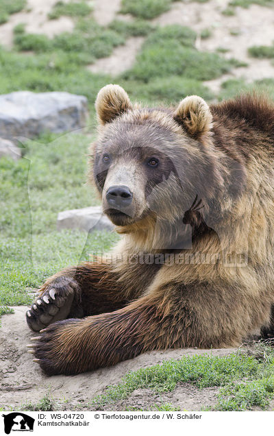 Kamtschatkabr / Siberian bear / WS-04720