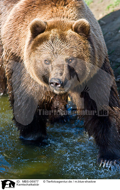 Kamtschatkabr / Siberian bear / MBS-06977
