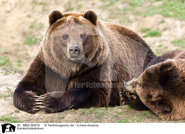 Kamtschatkabren / Siberian bears / MBS-06979