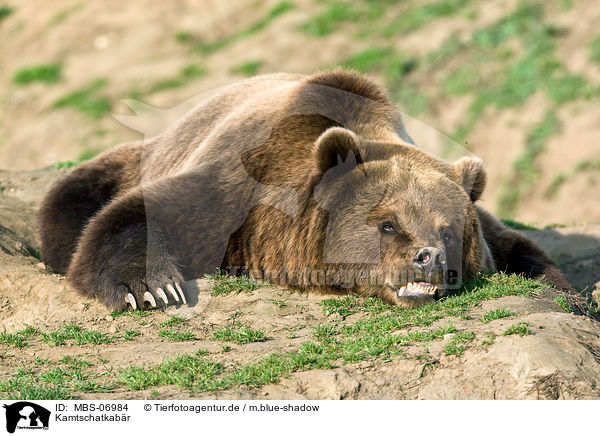 Kamtschatkabr / Siberian bear / MBS-06984