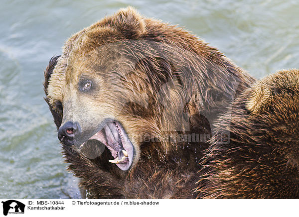 Kamtschatkabr / Kamchatkan Brown Bear / MBS-10844