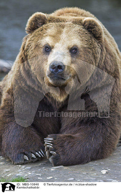 Kamtschatkabr / Kamchatkan Brown Bear / MBS-10846