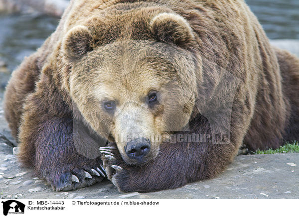 Kamtschatkabr / Kamchatkan Brown Bear / MBS-14443
