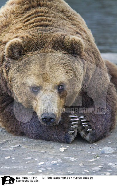 Kamtschatkabr / Kamchatkan Brown Bear / MBS-14444