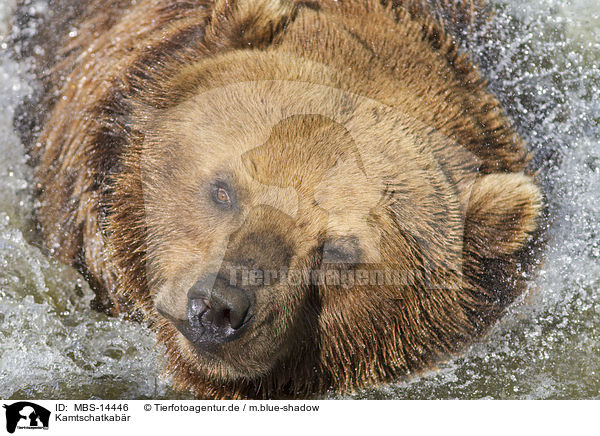 Kamtschatkabr / Kamchatkan Brown Bear / MBS-14446