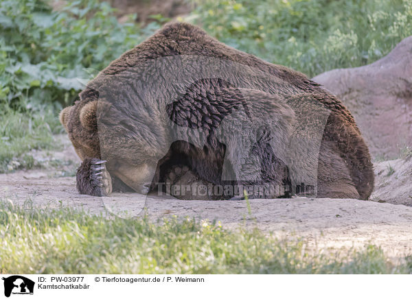 Kamtschatkabr / Kamchatkan brown bear / PW-03977