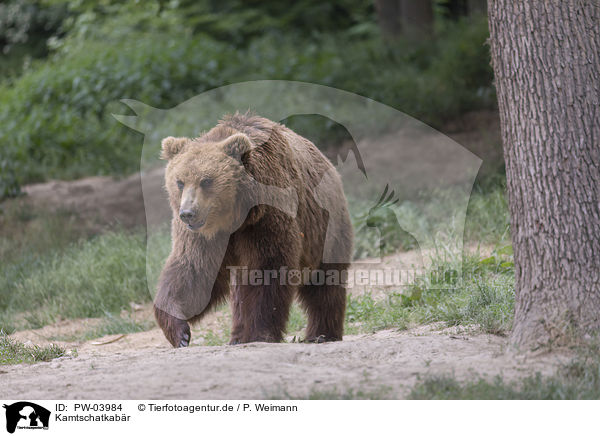 Kamtschatkabr / Kamchatkan brown bear / PW-03984