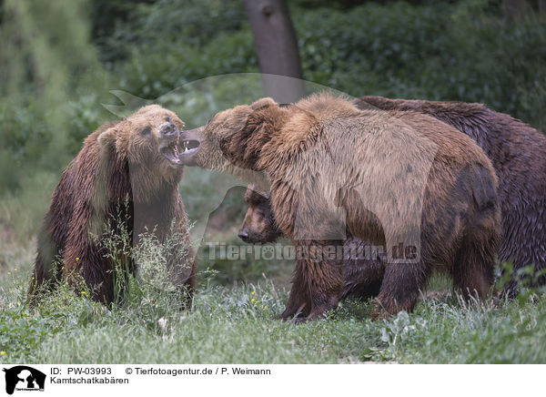 Kamtschatkabren / Kamchatkan brown bears / PW-03993