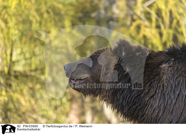 Kamtschatkabr / Kamchatkan brown bear / PW-03995