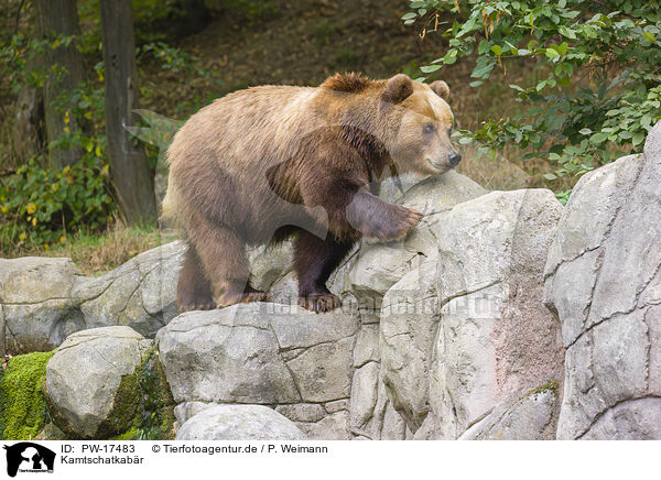 Kamtschatkabr / Kamchatkan Brown Bear / PW-17483