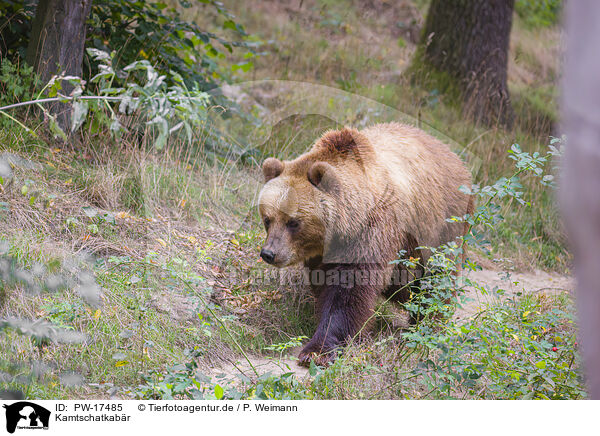 Kamtschatkabr / Kamchatkan Brown Bear / PW-17485