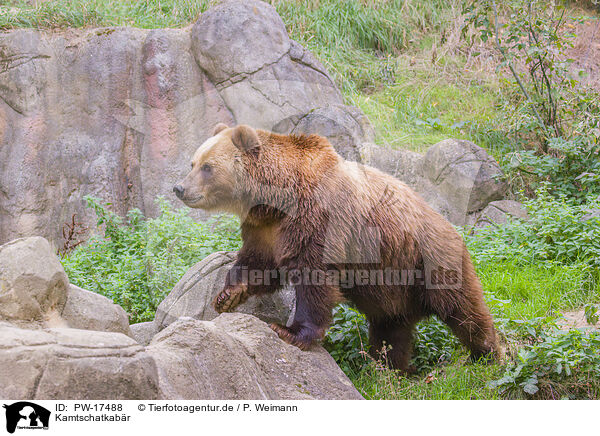 Kamtschatkabr / Kamchatkan Brown Bear / PW-17488