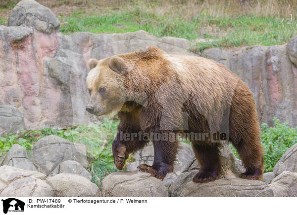 Kamtschatkabr / Kamchatkan Brown Bear / PW-17489