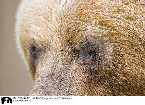 Kamtschatkabr / Kamchatkan Brown Bear / PW-17492