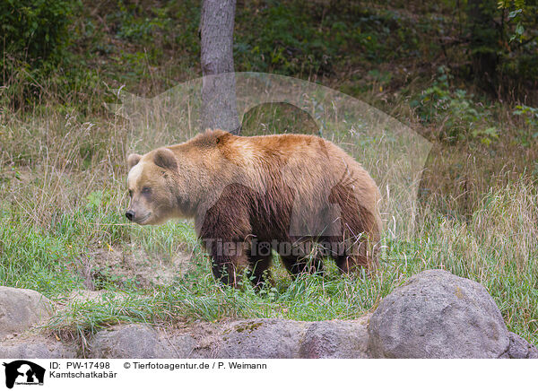 Kamtschatkabr / Kamchatkan Brown Bear / PW-17498