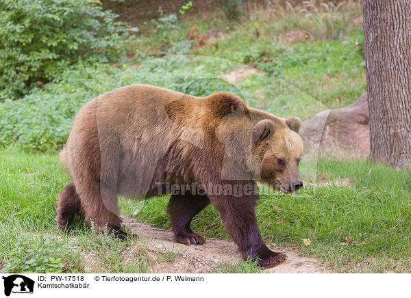 Kamtschatkabr / Kamchatkan Brown Bear / PW-17518