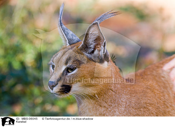 Karakal / persian lynx / MBS-06045