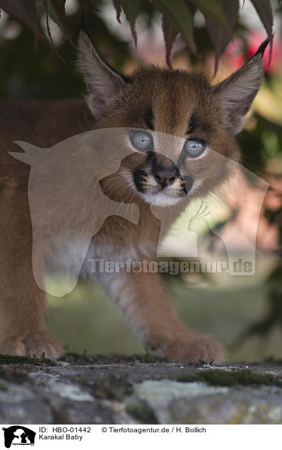 Karakal Baby / HBO-01442