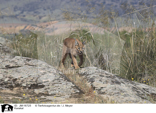 Karakal / caracal / JM-16725