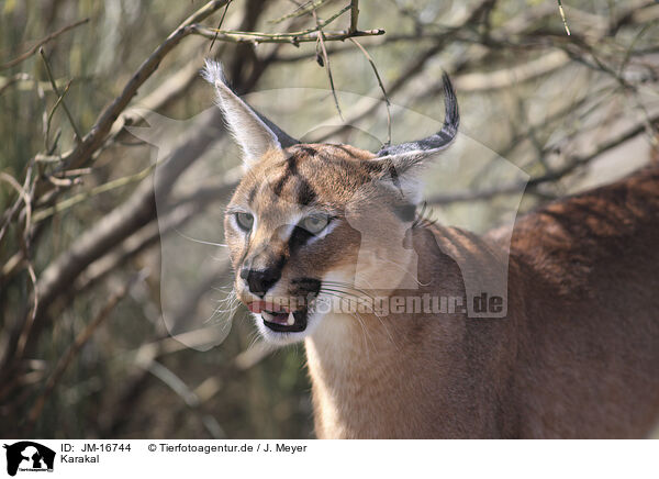 Karakal / caracal / JM-16744
