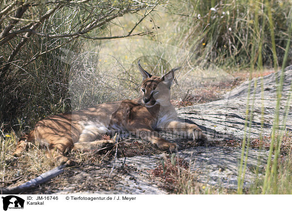 Karakal / caracal / JM-16746