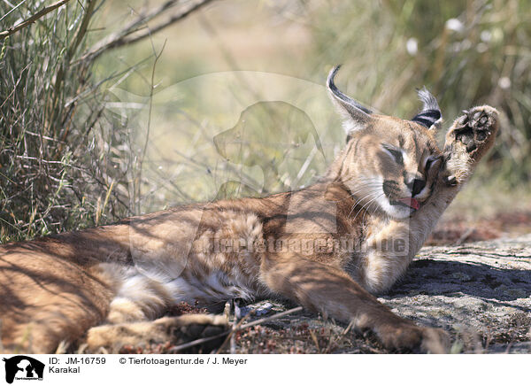 Karakal / caracal / JM-16759