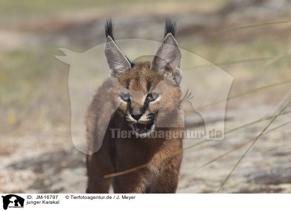 junger Karakal / young caracal / JM-16797