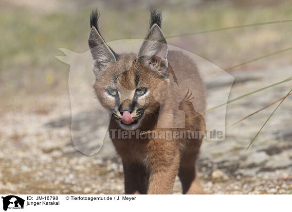 junger Karakal / young caracal / JM-16798
