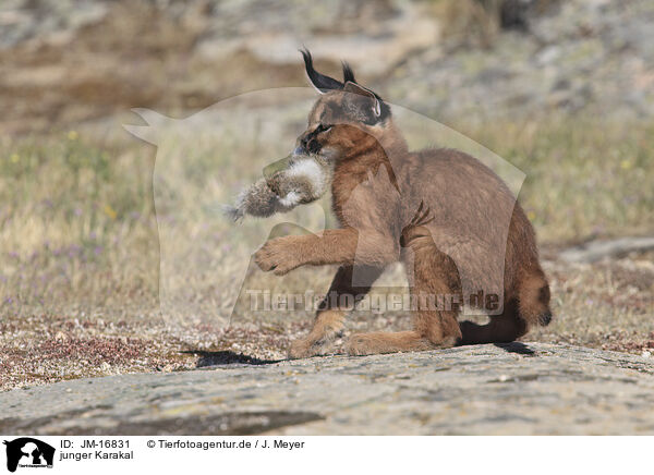 junger Karakal / young caracal / JM-16831