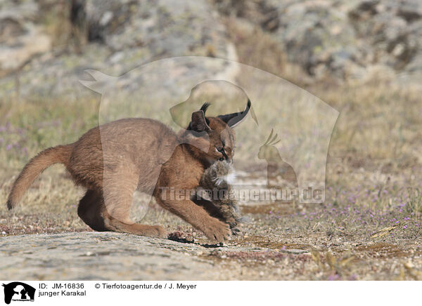 junger Karakal / young caracal / JM-16836