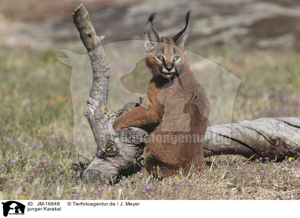 junger Karakal / young caracal / JM-16848