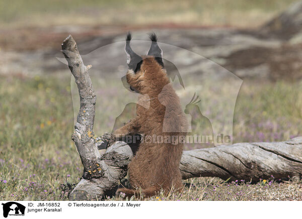 junger Karakal / young caracal / JM-16852