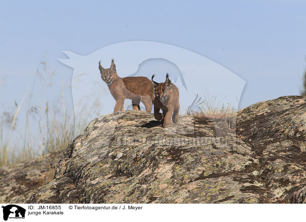 junge Karakale / young caracals / JM-16855