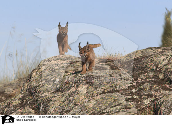 junge Karakale / young caracals / JM-16856