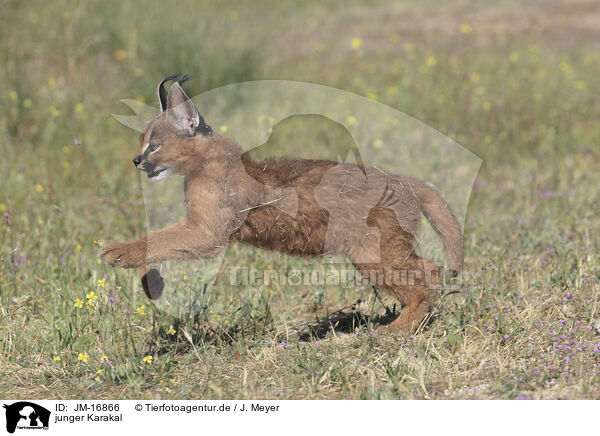 junger Karakal / young caracal / JM-16866