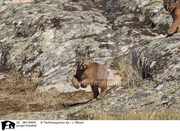 junger Karakal / young caracal / JM-16869