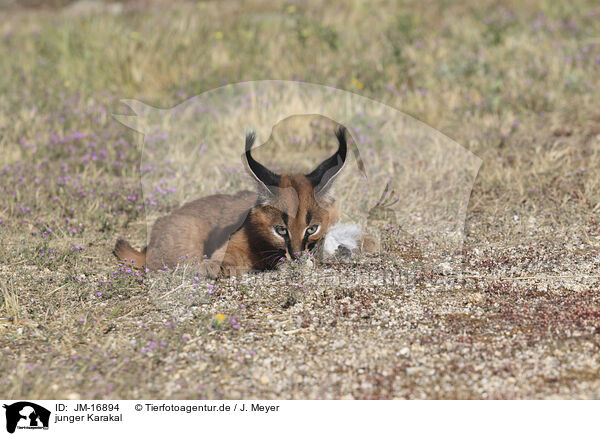 junger Karakal / young caracal / JM-16894