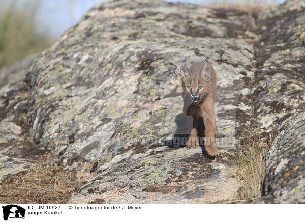 junger Karakal / young caracal / JM-16927