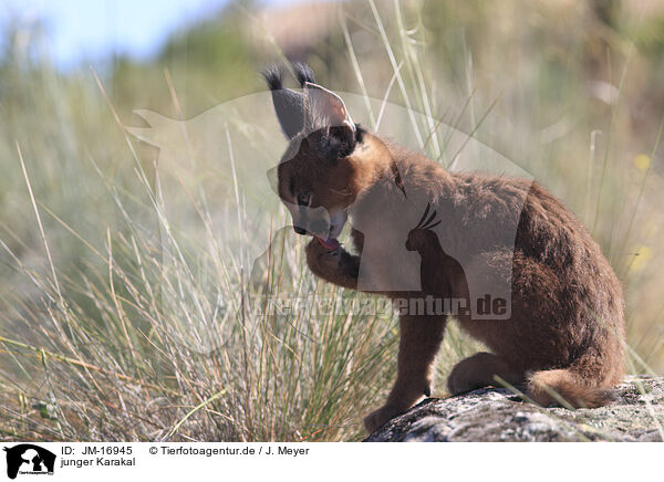 junger Karakal / young caracal / JM-16945