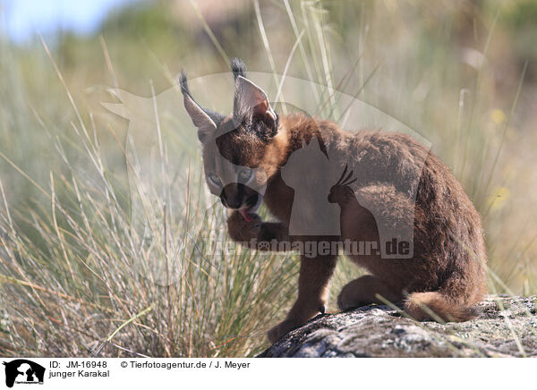 junger Karakal / young caracal / JM-16948