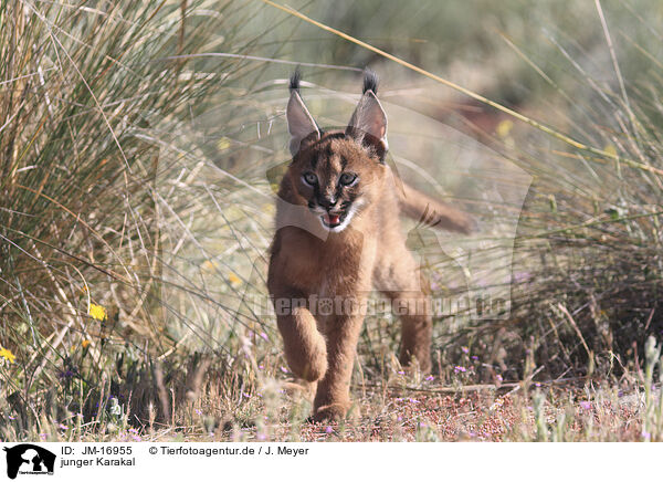 junger Karakal / young caracal / JM-16955