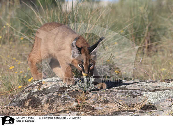 junger Karakal / young caracal / JM-16958