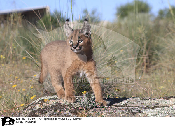 junger Karakal / young caracal / JM-16960