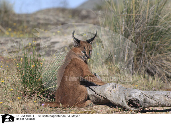 junger Karakal / young caracal / JM-16991