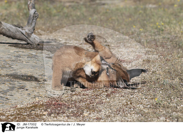 junge Karakale / young caracals / JM-17002