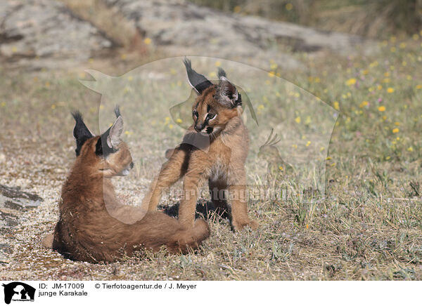 junge Karakale / young caracals / JM-17009