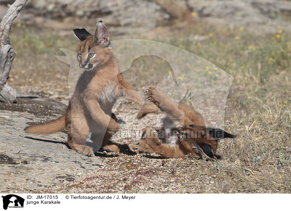 junge Karakale / young caracals / JM-17015