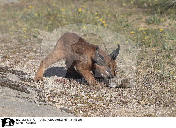 junger Karakal / young caracal / JM-17040